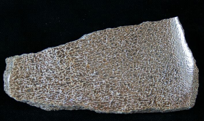 Polished Agatized Dinosaur Bone Section - #14382